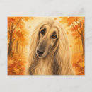 Recherche de chien afghan cartes postales Amoureux des chiens