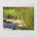 Recherche de marais cartes postales Herbe