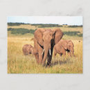 Recherche de buisson cartes postales Animal
