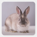 Recherche de curiosité autocollants Lapin