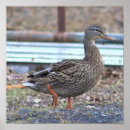 Recherche de canards sauvages posters Canard sauvage