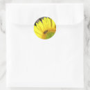 Recherche de sunflower photographie Fleur