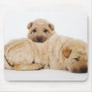 Recherche de shar pei tapis souris Animaux domestiques