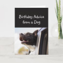 Recherche de chien de conseil Drôle