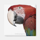 Recherche de oiseaux verts magnets Faune