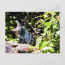 Recherche de iguane cartes postales Animal