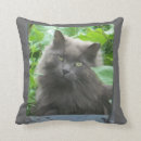 Recherche de chat bleu russe coussins Chaton