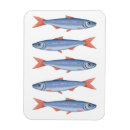 Recherche de sardines magnets Poissons