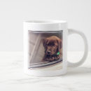 Recherche de puppy tasses Labrador retriever