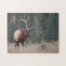 Recherche de wapiti puzzles Superstock