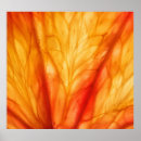 Recherche de tranche orange posters Agrumes