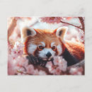 Recherche de panda rouge cartes postales Mignon