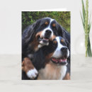 Recherche de bernese vœux cartes Amour