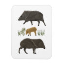 Recherche de sanglier magnets Animaux
