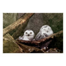 Recherche de chouette posters Amoureux des oiseaux