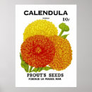 Recherche de calendula art Illustration