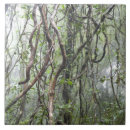 Recherche de racines carreaux Forêt