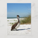 Recherche de oiseaux mexique cartes postales Nature