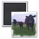 Recherche de vaches badges magnets veau