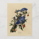 Recherche de john james audubon cartes postales Illustration