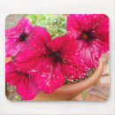 Recherche de pétunia tapis souris Rose
