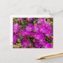 Recherche de plantes cartes postales Photographie de la nature