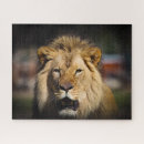 Recherche de lion puzzles Gros chats