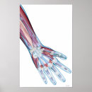 Recherche de ligaments Médical