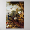 Recherche de paon autres Oiseau