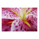 Recherche de stargazer lily posters Rose