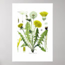 Recherche de taraxacum posters Floral