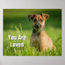 Recherche de russel posters Chiot