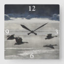 Recherche de oies horloges Chasse