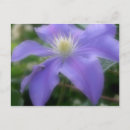 Recherche de clematis cartes postales Printemps