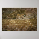 Recherche de oeil de serpent Effrayant