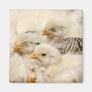 Recherche de volaille magnets Poussin