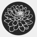 Recherche de chrysanthèmes autocollants Plante