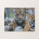Recherche de tigres puzzles Bébé