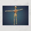 Recherche de plexus cartes postales Nerfs pudendaux