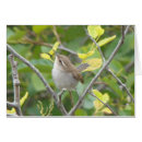 Recherche de roitelet cartes postales Oiseau