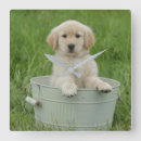 Recherche de golden retriever horloges Pet