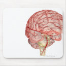 Recherche de organes internes tapis souris Corps