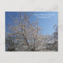 Recherche de cerise cartes postales Sakura