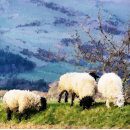 Recherche de sheep tasses Ferme
