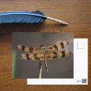 Recherche de libellule cartes postales nature