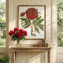 Recherche de pivoine rouge posters Botanique