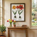 Recherche de vintage tulip posters Nature