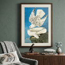 Recherche de gyrfalcon posters Audubon