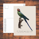 Recherche de perruche bleue cartes postales Perroquet