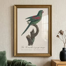 Recherche de rouge gorge posters Illustration